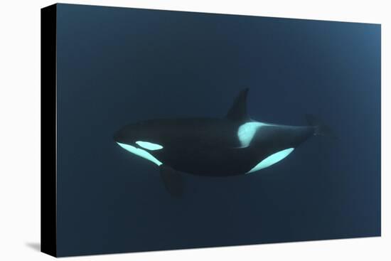 Killer Whale - Orca (Orcinus Orca) Underwater, Kristiansund, Nordm?re, Norway, February 2009-Aukan-Stretched Canvas