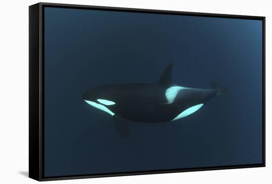 Killer Whale - Orca (Orcinus Orca) Underwater, Kristiansund, Nordm?re, Norway, February 2009-Aukan-Framed Stretched Canvas