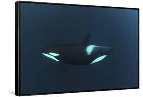 Killer Whale - Orca (Orcinus Orca) Underwater, Kristiansund, Nordm?re, Norway, February 2009-Aukan-Framed Stretched Canvas