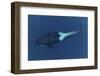 Killer Whale - Orca (Orcinus Orca) Underwater, Kristiansund, Nordm?re, Norway, February 2009-Aukan-Framed Photographic Print