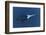 Killer Whale - Orca (Orcinus Orca) Underwater, Kristiansund, Nordm?re, Norway, February 2009-Aukan-Framed Photographic Print