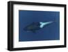 Killer Whale - Orca (Orcinus Orca) Underwater, Kristiansund, Nordm?re, Norway, February 2009-Aukan-Framed Photographic Print