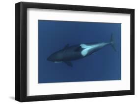 Killer Whale - Orca (Orcinus Orca) Underwater, Kristiansund, Nordm?re, Norway, February 2009-Aukan-Framed Photographic Print