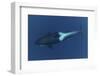 Killer Whale - Orca (Orcinus Orca) Underwater, Kristiansund, Nordm?re, Norway, February 2009-Aukan-Framed Photographic Print