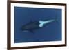 Killer Whale - Orca (Orcinus Orca) Underwater, Kristiansund, Nordm?re, Norway, February 2009-Aukan-Framed Photographic Print