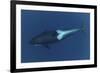 Killer Whale - Orca (Orcinus Orca) Underwater, Kristiansund, Nordm?re, Norway, February 2009-Aukan-Framed Photographic Print