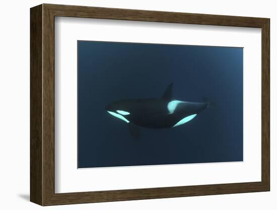 Killer Whale - Orca (Orcinus Orca) Underwater, Kristiansund, Nordm?re, Norway, February 2009-Aukan-Framed Photographic Print