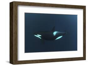 Killer Whale - Orca (Orcinus Orca) Underwater, Kristiansund, Nordm?re, Norway, February 2009-Aukan-Framed Photographic Print