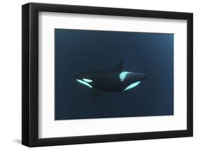 Killer Whale - Orca (Orcinus Orca) Underwater, Kristiansund, Nordm?re, Norway, February 2009-Aukan-Framed Photographic Print