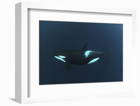 Killer Whale - Orca (Orcinus Orca) Underwater, Kristiansund, Nordm?re, Norway, February 2009-Aukan-Framed Photographic Print