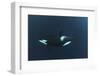 Killer Whale - Orca (Orcinus Orca) Underwater, Kristiansund, Nordm?re, Norway, February 2009-Aukan-Framed Photographic Print