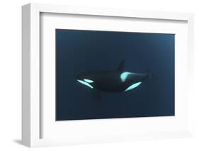 Killer Whale - Orca (Orcinus Orca) Underwater, Kristiansund, Nordm?re, Norway, February 2009-Aukan-Framed Photographic Print