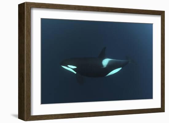 Killer Whale - Orca (Orcinus Orca) Underwater, Kristiansund, Nordm?re, Norway, February 2009-Aukan-Framed Photographic Print