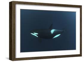 Killer Whale - Orca (Orcinus Orca) Underwater, Kristiansund, Nordm?re, Norway, February 2009-Aukan-Framed Photographic Print