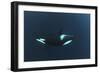 Killer Whale - Orca (Orcinus Orca) Underwater, Kristiansund, Nordm?re, Norway, February 2009-Aukan-Framed Photographic Print