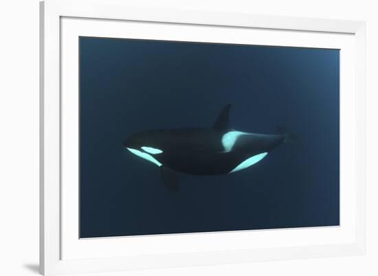 Killer Whale - Orca (Orcinus Orca) Underwater, Kristiansund, Nordm?re, Norway, February 2009-Aukan-Framed Photographic Print