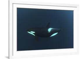 Killer Whale - Orca (Orcinus Orca) Underwater, Kristiansund, Nordm?re, Norway, February 2009-Aukan-Framed Photographic Print