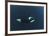 Killer Whale - Orca (Orcinus Orca) Underwater, Kristiansund, Nordm?re, Norway, February 2009-Aukan-Framed Photographic Print