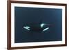 Killer Whale - Orca (Orcinus Orca) Underwater, Kristiansund, Nordm?re, Norway, February 2009-Aukan-Framed Photographic Print