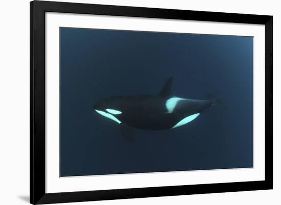 Killer Whale - Orca (Orcinus Orca) Underwater, Kristiansund, Nordm?re, Norway, February 2009-Aukan-Framed Photographic Print