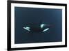 Killer Whale - Orca (Orcinus Orca) Underwater, Kristiansund, Nordm?re, Norway, February 2009-Aukan-Framed Photographic Print