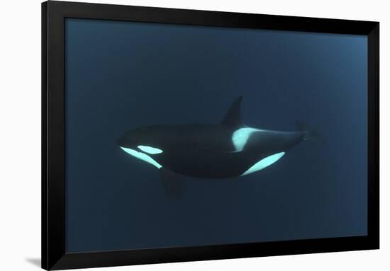 Killer Whale - Orca (Orcinus Orca) Underwater, Kristiansund, Nordm?re, Norway, February 2009-Aukan-Framed Photographic Print