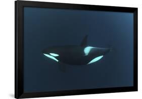 Killer Whale - Orca (Orcinus Orca) Underwater, Kristiansund, Nordm?re, Norway, February 2009-Aukan-Framed Photographic Print