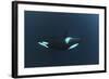 Killer Whale - Orca (Orcinus Orca) Underwater, Kristiansund, Nordm?re, Norway, February 2009-Aukan-Framed Photographic Print