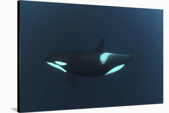 Killer Whale - Orca (Orcinus Orca) Underwater, Kristiansund, Nordm?re, Norway, February 2009-Aukan-Stretched Canvas