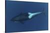 Killer Whale - Orca (Orcinus Orca) Underwater, Kristiansund, Nordm?re, Norway, February 2009-Aukan-Stretched Canvas