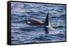 Killer whale (orca) (Orcinus orca), Weddell, Sea, Antarctica, Polar Regions-Michael Runkel-Framed Stretched Canvas