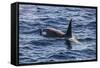 Killer whale (orca) (Orcinus orca), Weddell, Sea, Antarctica, Polar Regions-Michael Runkel-Framed Stretched Canvas