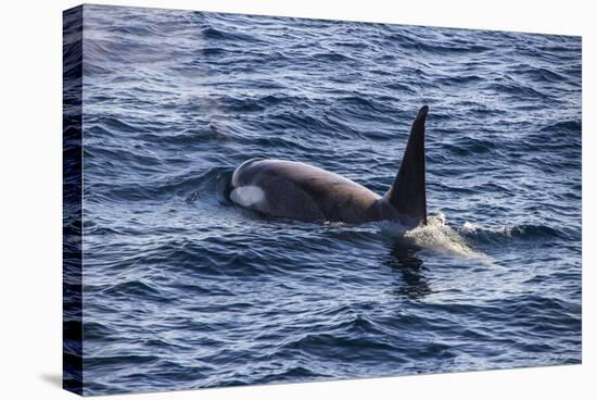 Killer whale (orca) (Orcinus orca), Weddell, Sea, Antarctica, Polar Regions-Michael Runkel-Stretched Canvas