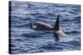 Killer whale (orca) (Orcinus orca), Weddell, Sea, Antarctica, Polar Regions-Michael Runkel-Stretched Canvas