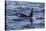 Killer whale (orca) (Orcinus orca), Weddell, Sea, Antarctica, Polar Regions-Michael Runkel-Stretched Canvas