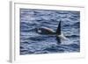 Killer whale (orca) (Orcinus orca), Weddell, Sea, Antarctica, Polar Regions-Michael Runkel-Framed Photographic Print