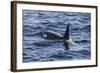 Killer whale (orca) (Orcinus orca), Weddell, Sea, Antarctica, Polar Regions-Michael Runkel-Framed Photographic Print