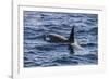 Killer whale (orca) (Orcinus orca), Weddell, Sea, Antarctica, Polar Regions-Michael Runkel-Framed Photographic Print