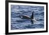 Killer whale (orca) (Orcinus orca), Weddell, Sea, Antarctica, Polar Regions-Michael Runkel-Framed Photographic Print