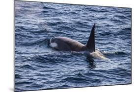 Killer whale (orca) (Orcinus orca), Weddell, Sea, Antarctica, Polar Regions-Michael Runkel-Mounted Photographic Print