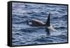 Killer whale (orca) (Orcinus orca), Weddell, Sea, Antarctica, Polar Regions-Michael Runkel-Framed Stretched Canvas