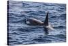 Killer whale (orca) (Orcinus orca), Weddell, Sea, Antarctica, Polar Regions-Michael Runkel-Stretched Canvas