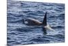 Killer whale (orca) (Orcinus orca), Weddell, Sea, Antarctica, Polar Regions-Michael Runkel-Mounted Photographic Print