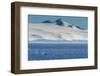 Killer whale (orca) (Orcinus orca), Weddell, Sea, Antarctica, Polar Regions-Michael Runkel-Framed Photographic Print