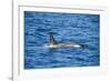 Killer whale (orca) (Orcinus orca), Weddell, Sea, Antarctica, Polar Regions-Michael Runkel-Framed Photographic Print