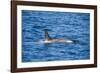 Killer whale (orca) (Orcinus orca), Weddell, Sea, Antarctica, Polar Regions-Michael Runkel-Framed Photographic Print