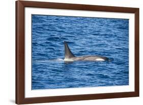 Killer whale (orca) (Orcinus orca), Weddell, Sea, Antarctica, Polar Regions-Michael Runkel-Framed Photographic Print