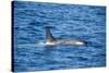 Killer whale (orca) (Orcinus orca), Weddell, Sea, Antarctica, Polar Regions-Michael Runkel-Stretched Canvas