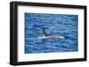 Killer whale (orca) (Orcinus orca), Weddell, Sea, Antarctica, Polar Regions-Michael Runkel-Framed Photographic Print