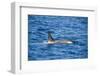 Killer whale (orca) (Orcinus orca), Weddell, Sea, Antarctica, Polar Regions-Michael Runkel-Framed Photographic Print